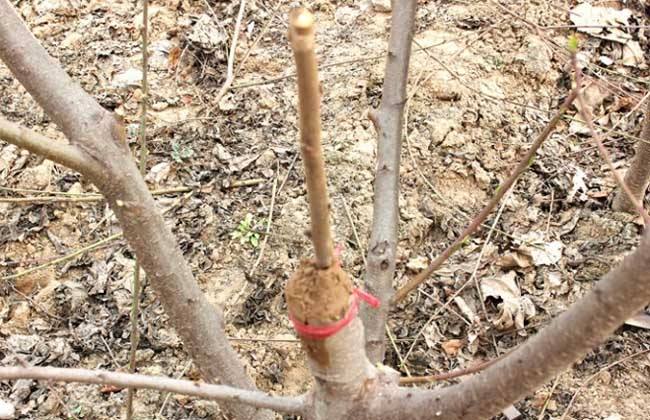 果树出现弱芽或隐芽如何补救,果树出冬芽怎么处理