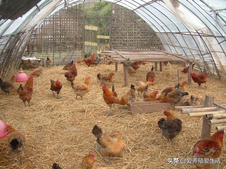 鸡霉菌性肠炎会引起拉稀吗,鸡群腹泻肠炎