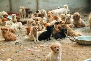 为什么总是提倡“领养代替购买”？