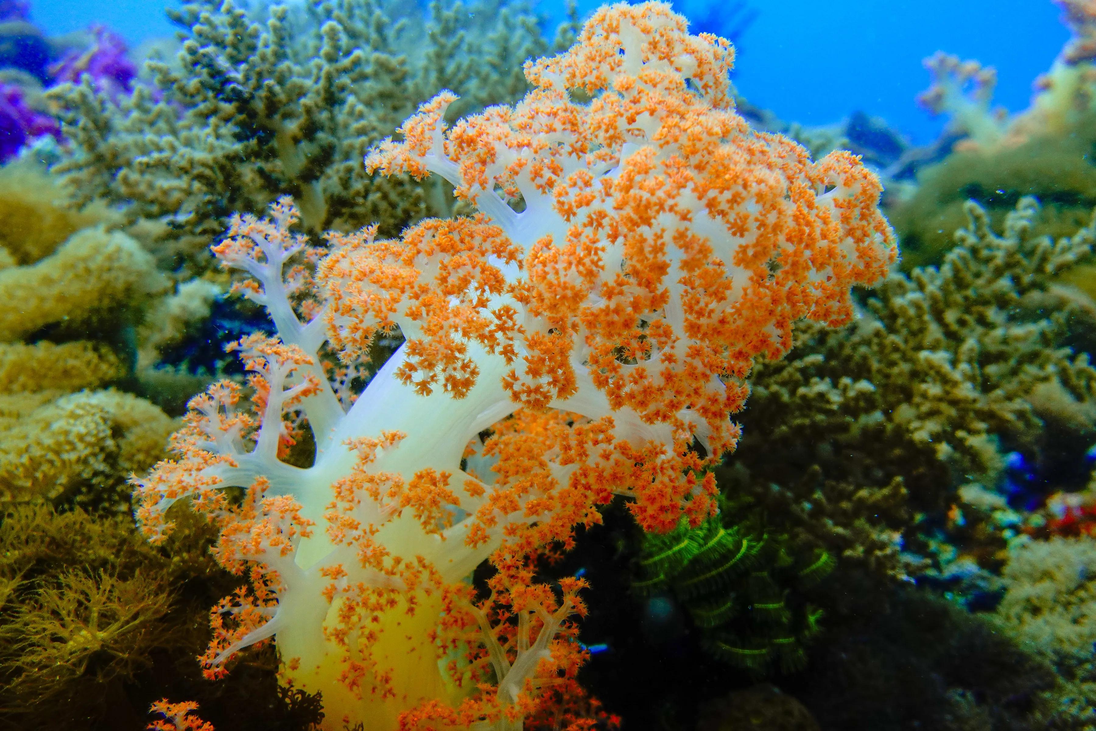 软珊瑚贵吗,软珊瑚红粉