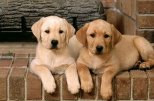 被狗咬到如何看出是否得了狂犬病,被自己的狗咬到会得狂犬病吗