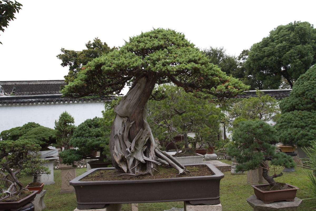 盆栽罗汉松叶子干枯是什么原因,罗汉松大片枯叶干枝什么原因