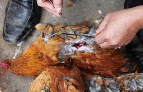 怎么做阉鸡,阉鸡怎么阉的步骤
