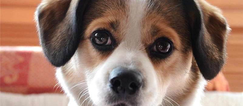 狗狗也有忧郁症,狗狗是否也会患上忧郁症