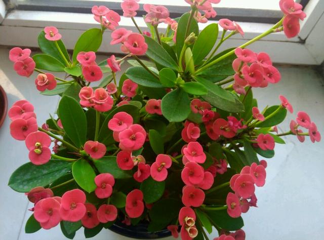 养春花专用盆,刺梅花怎么修剪才能开的花多