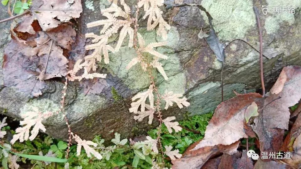 温州茶山红枫古道,浙江温州永嘉红枫古道