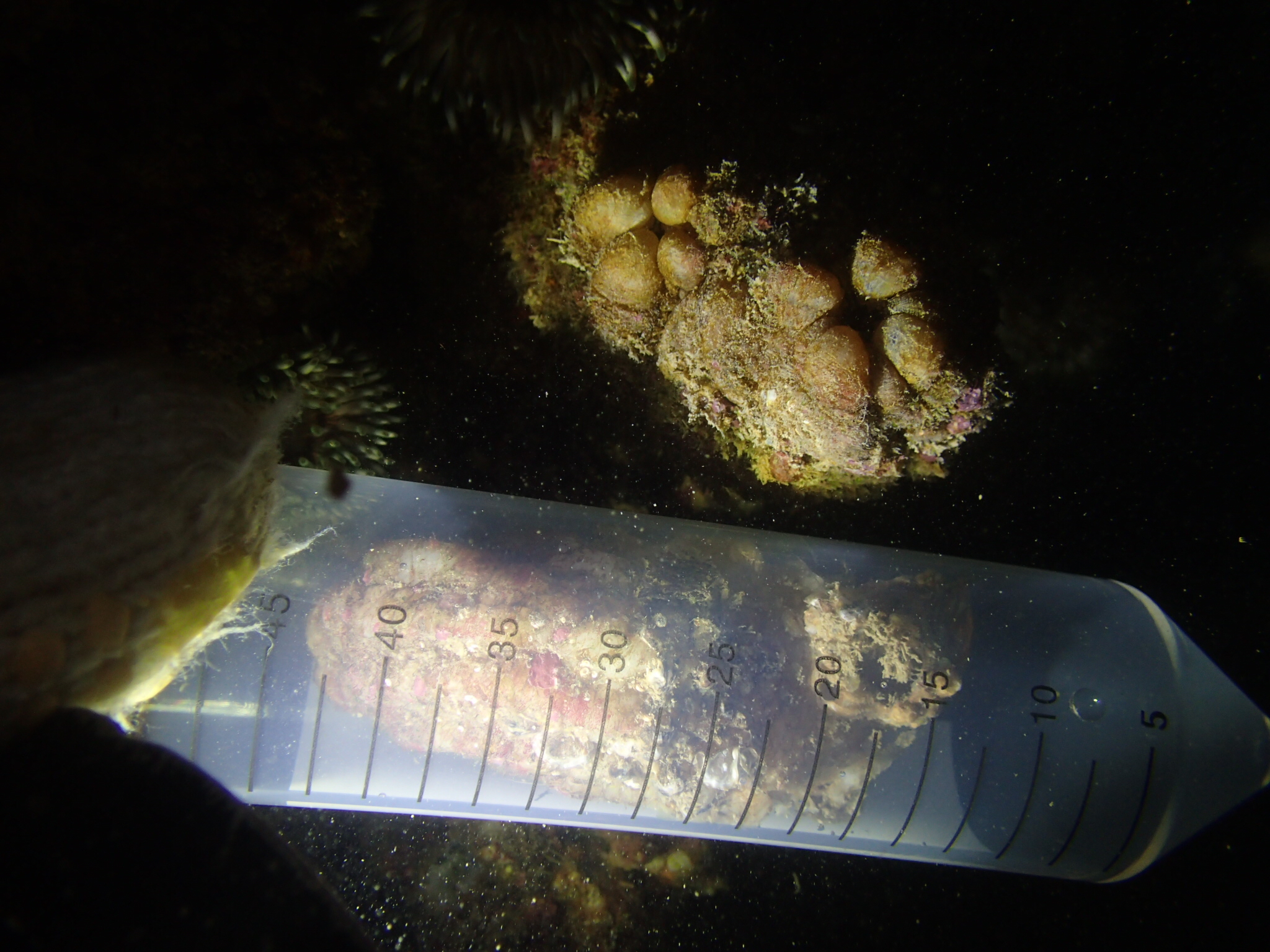 中国最新抗结核新药,深海3500米抗结核药