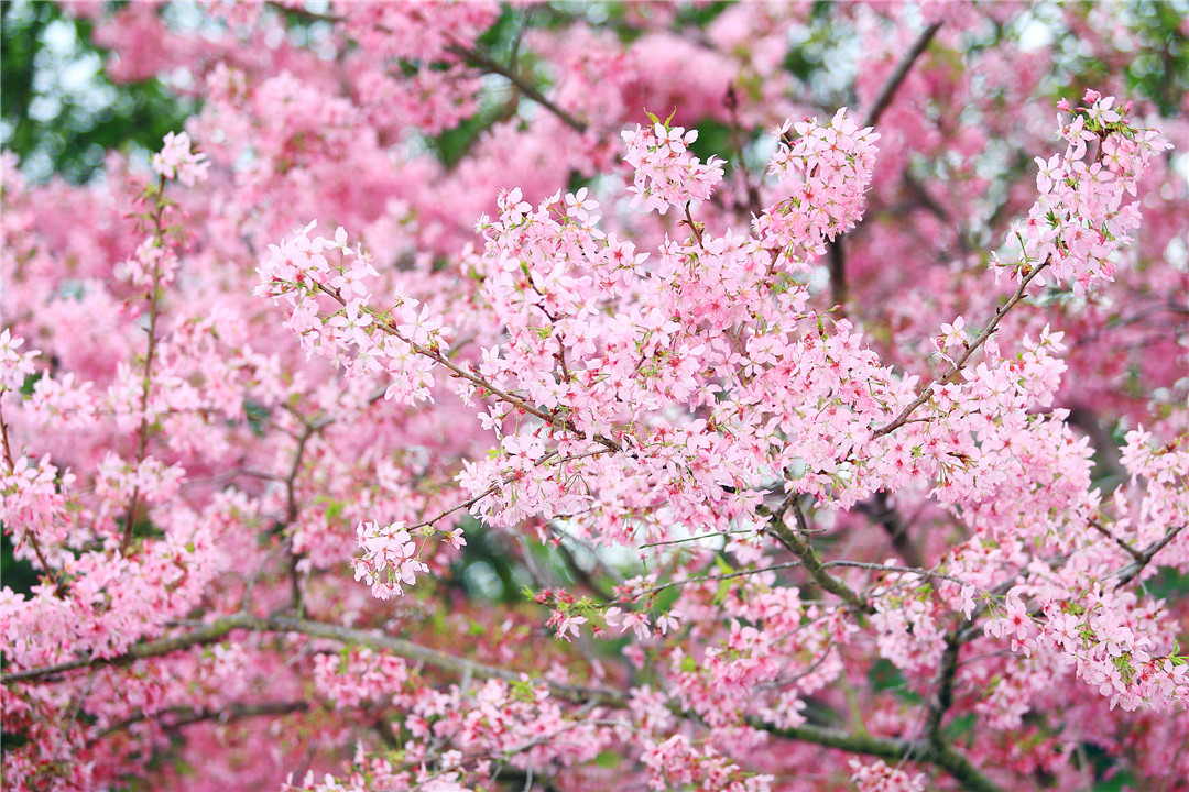 小长假说走就走,短途旅游说走就走