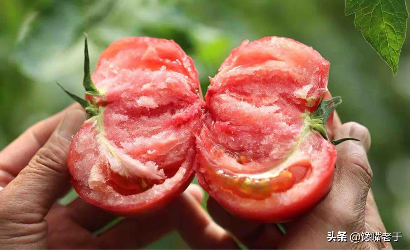 怎么挑西红柿又甜又不酸,现在的西红柿都那么硬