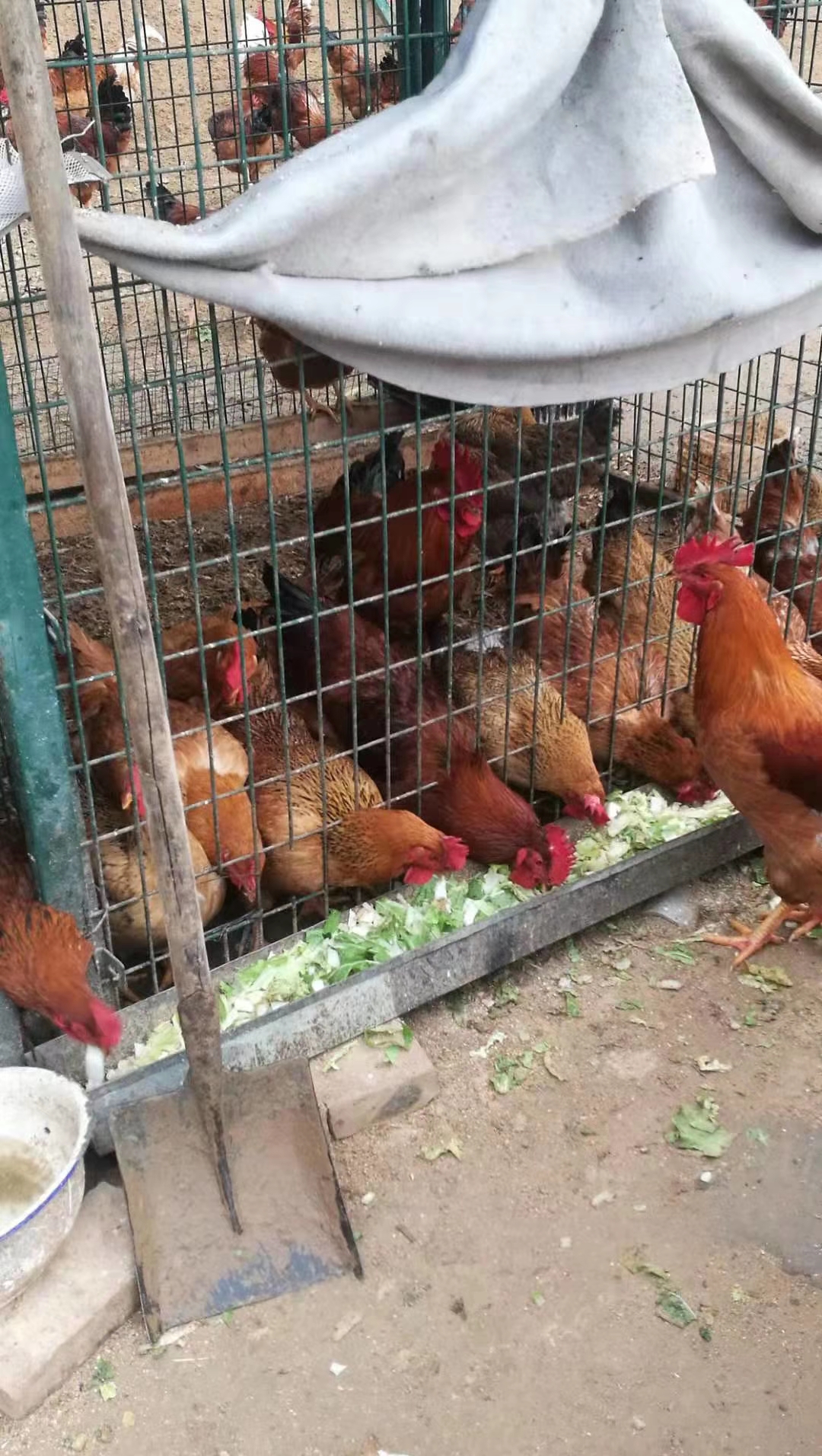 分享一下养鸡中温度的问题,养鸡的温度对照表