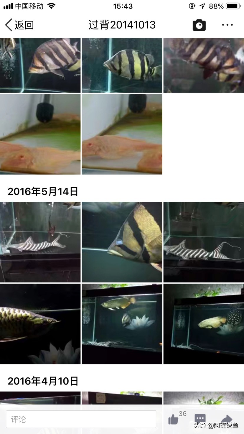 红龙最近老是蒙眼怎么办,红龙蒙眼用什么药最好