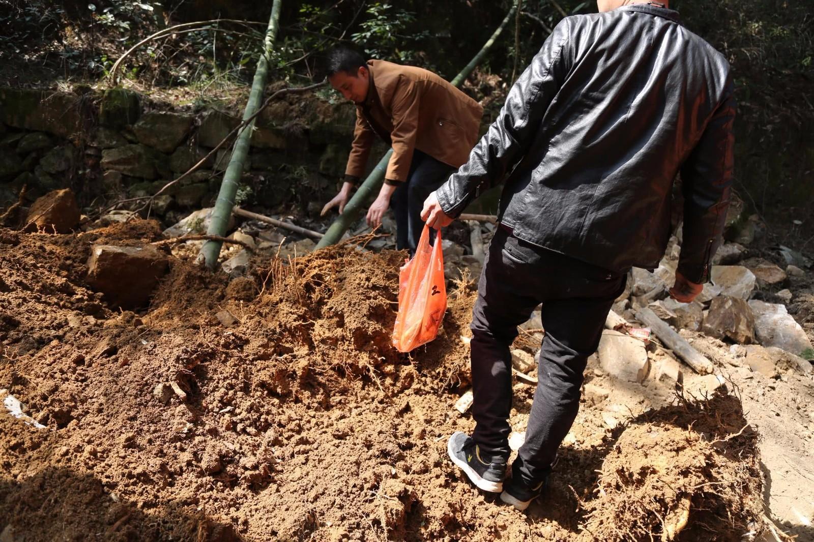 大叔挖冬笋全凭经验一挖一个准,挖冬笋新招式来了