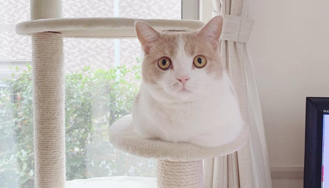 给猫咪按摩的重要性,给猫按摩对猫有好处吗