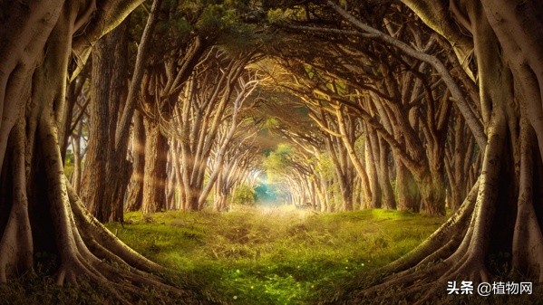 了解植物必看纪录片,植物科普纪录片推荐