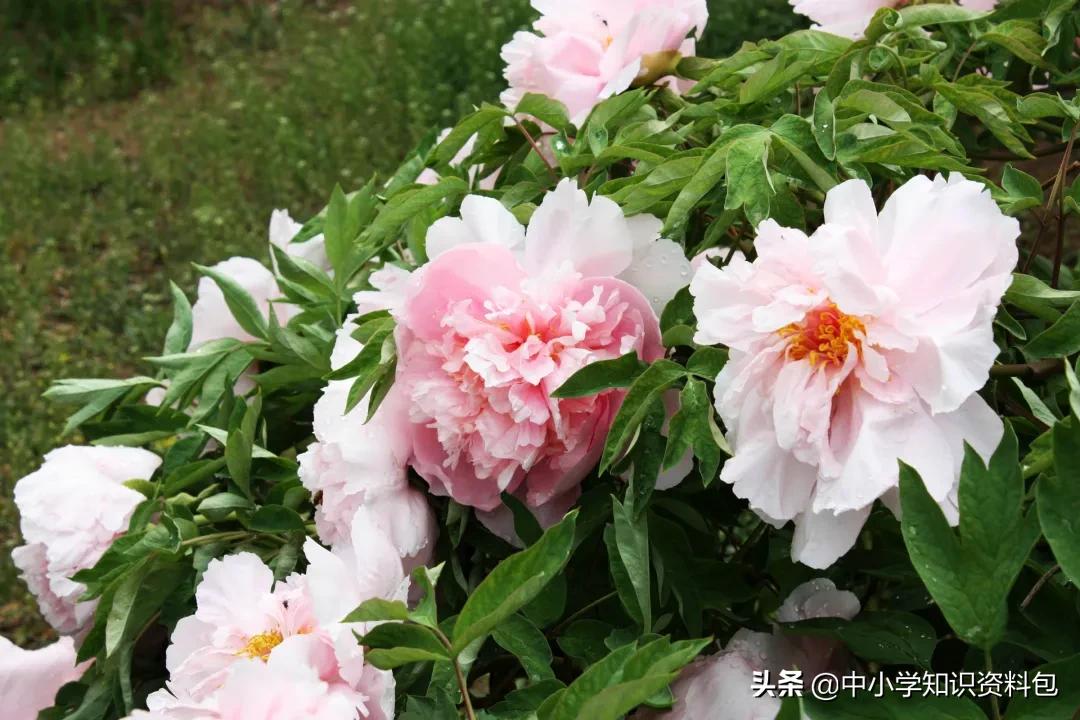 当花遇见诗词每一朵花开都是春天,当花遇上诗词每一朵花开都是春天