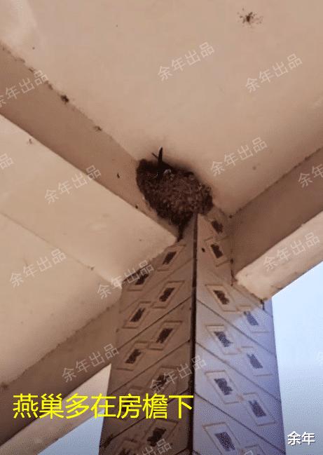 稀奇！河南一家嫌脏两次捣毁燕巢，第3次燕子筑巢自带“小厕所”