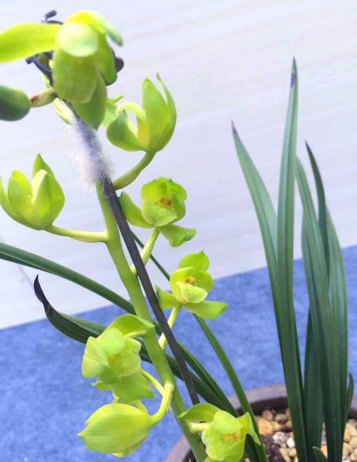 河南洛阳的一颗蕙兰,下山后成为传世名品