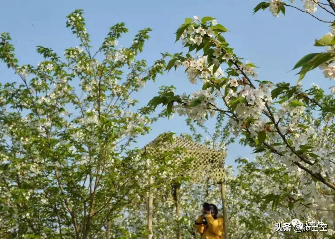 带你来樱花园看浪漫樱花,最美校园春天必打卡的樱花胜地