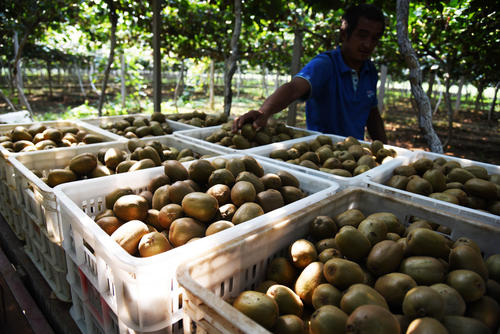 猕猴桃为啥一放软就坏了,猕猴桃批量催熟了容易坏怎么办