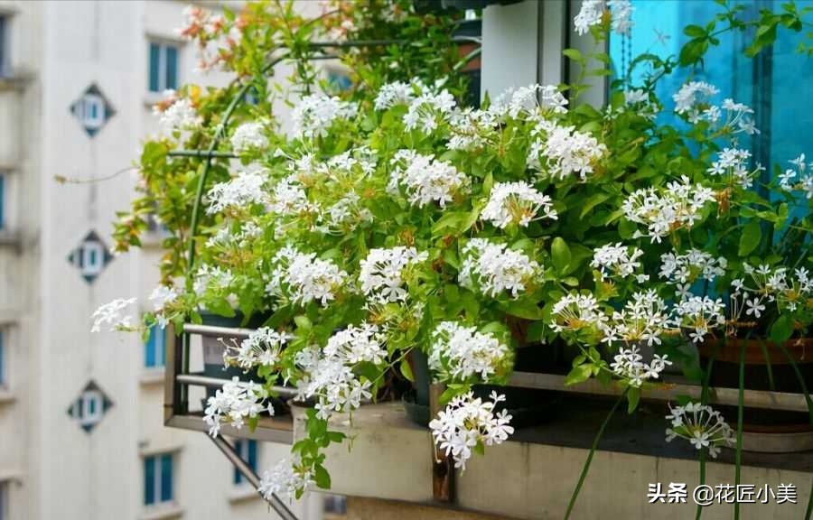 爬藤植物100种,5种爬藤花适合在院子里种植