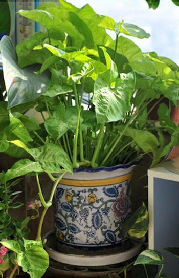 合果芋叶子蔫,合果芋叶子有斑点怎么办