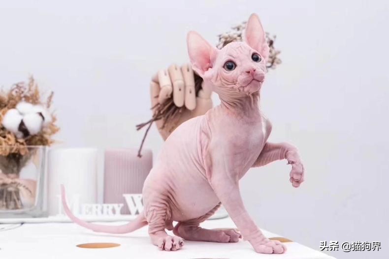 猫怎么体外驱虫驱跳蚤,猫咪按时驱虫还是有跳蚤怎么办