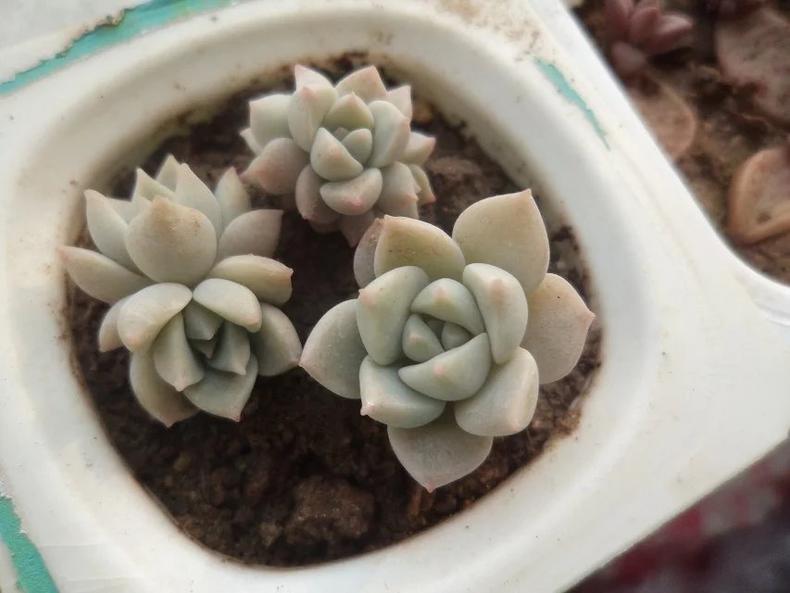 多肉一直放在散射光可以吗,多肉一直养在室内可以吗