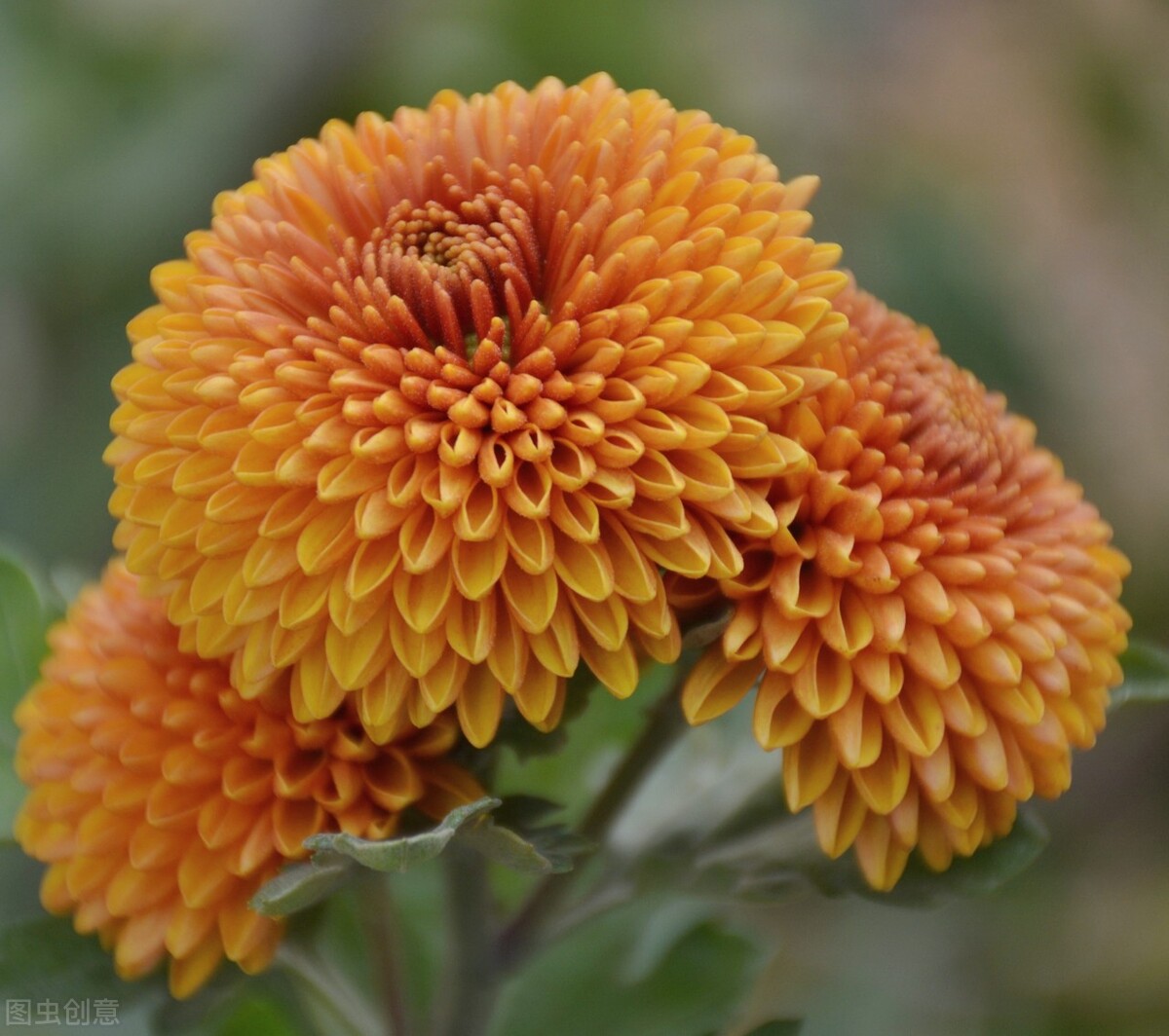 重阳节赏菊正当时，推荐国内这9个地方的赏菊好去处，沉浸式赏花