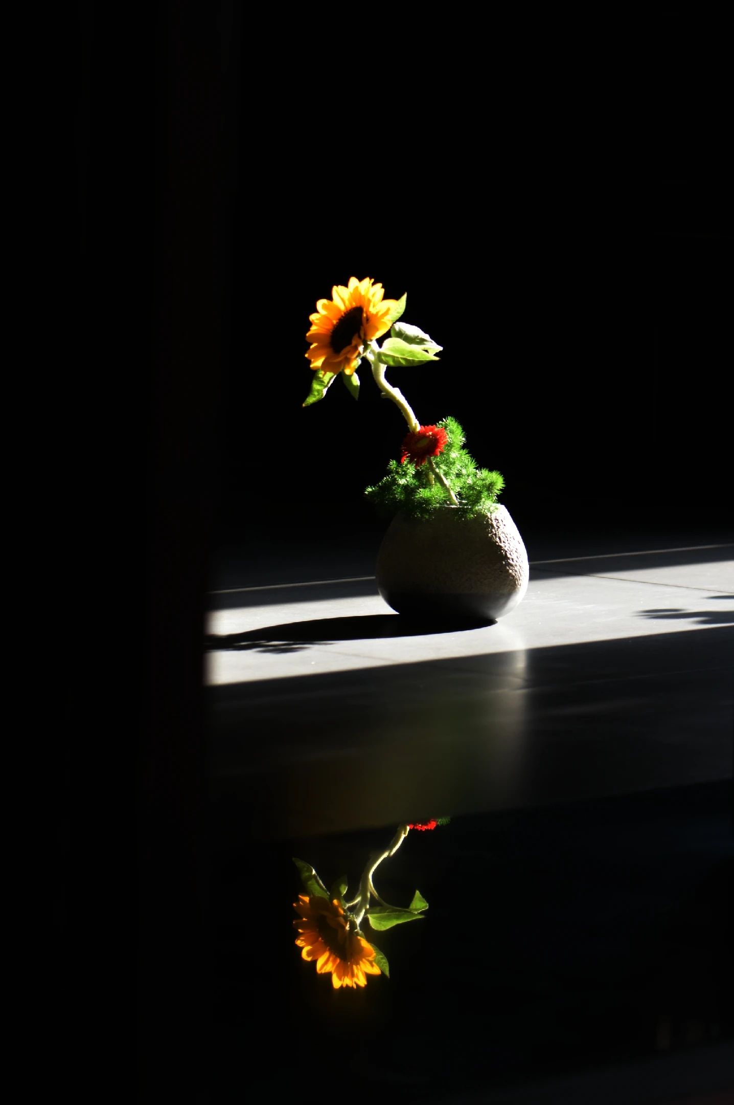 小小仙人掌开花生活处处充满惊喜,仙人掌科中的巨无霸