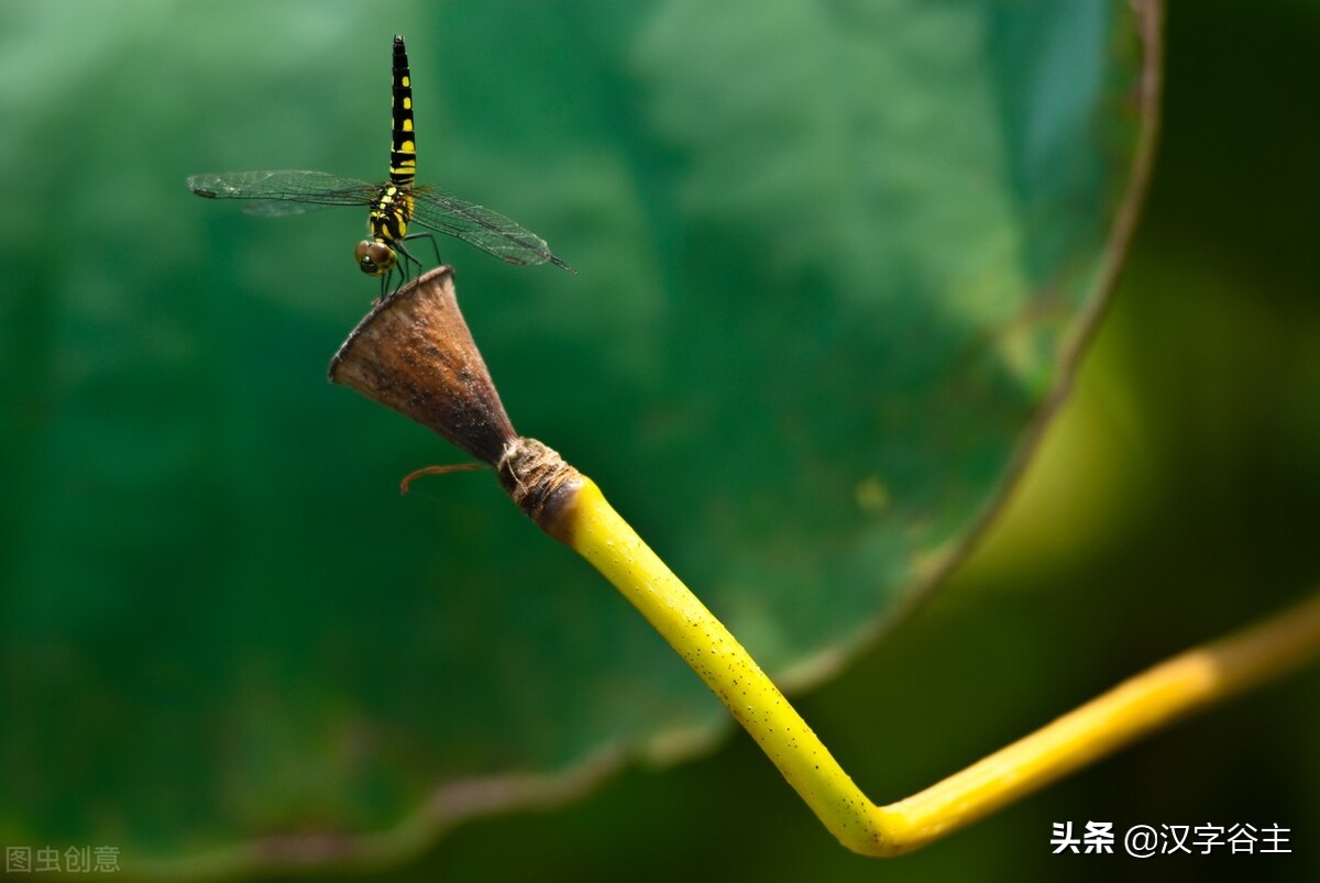 说文解字常用字教程,说文解字的正确使用方法