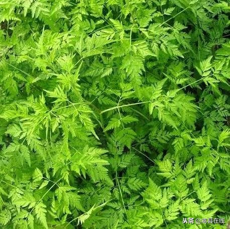 农村比较常见的中草药,农村不可碰的十种草药