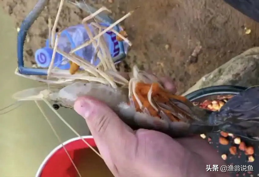 湄公河什么虾泛滥成灾,湄公河河虾为什么泛滥成灾了呢