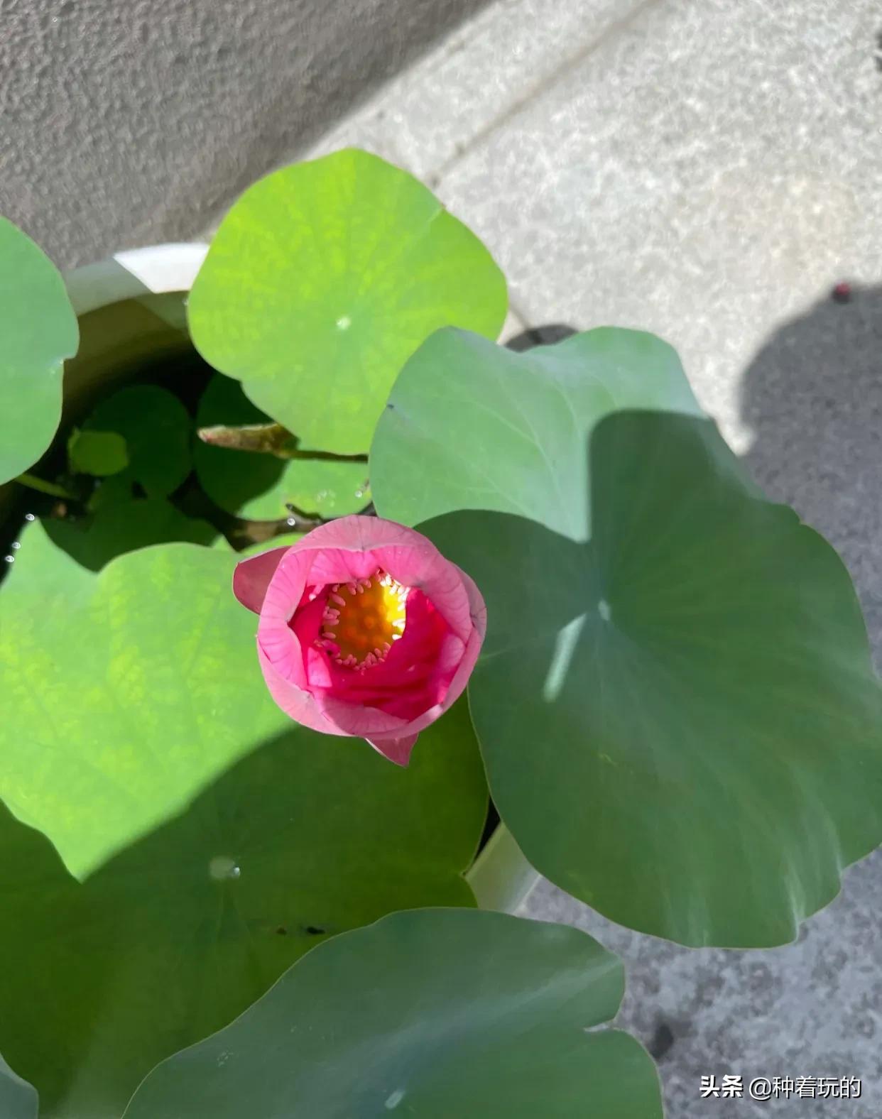 碗莲长出八个叶子什么时候能开花,碗莲叶子怎么竖不起来老浮在水面