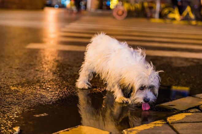 狗狗在消失一段时间又回来了,狗狗被人遗弃一年后长成怪物