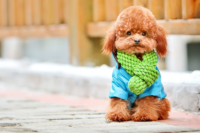 泰迪狗有蜱虫怎么办,泰迪狗身上有蜱虫怎么办啊