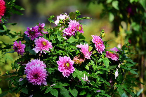 盘点世界各国国花你最喜欢哪种,盘点各国国花