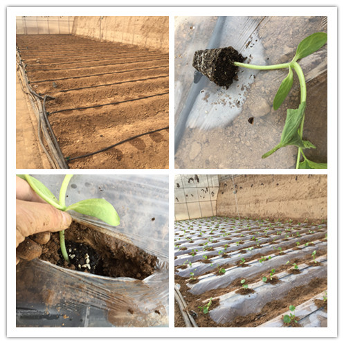 这篇文章，拯救啥都种不活、种啥都不长的新手们