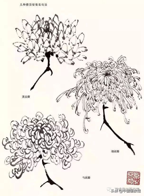 菊花花头花苞画法,菊花花头的画法步骤图片