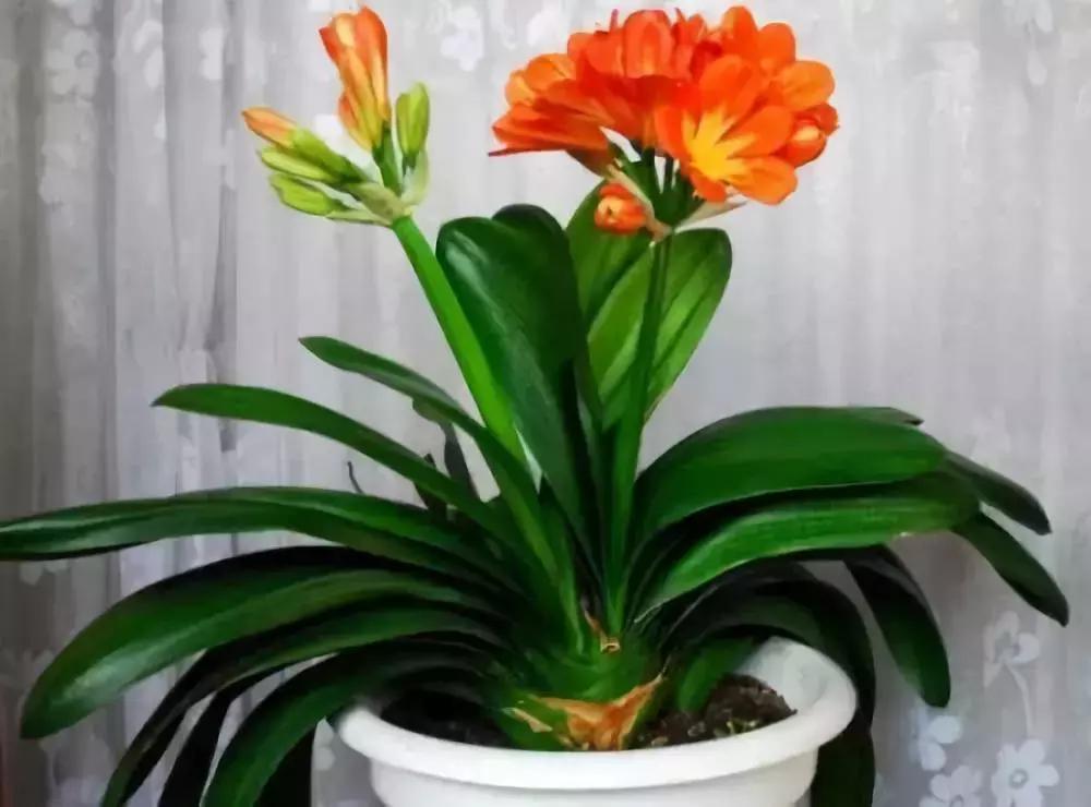 什么花吸甲醛油烟,能吸甲醛油烟的20种植物家家必养