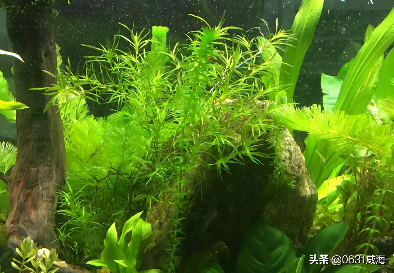水族缸水草的作用,水草鱼缸怎么净化水
