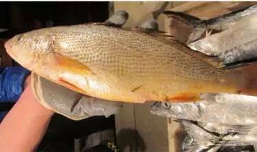 海鲜大全,最全海鲜冷知识