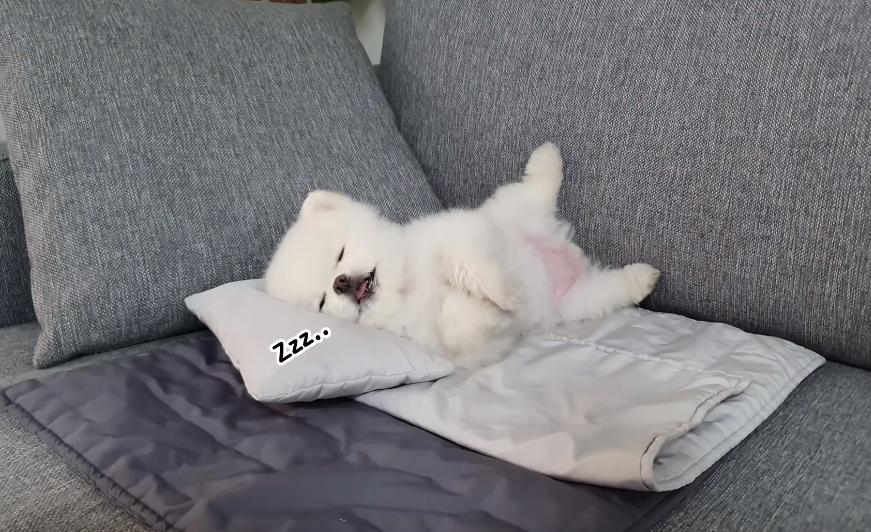 小博美要去新家了,刚到新家的小博美