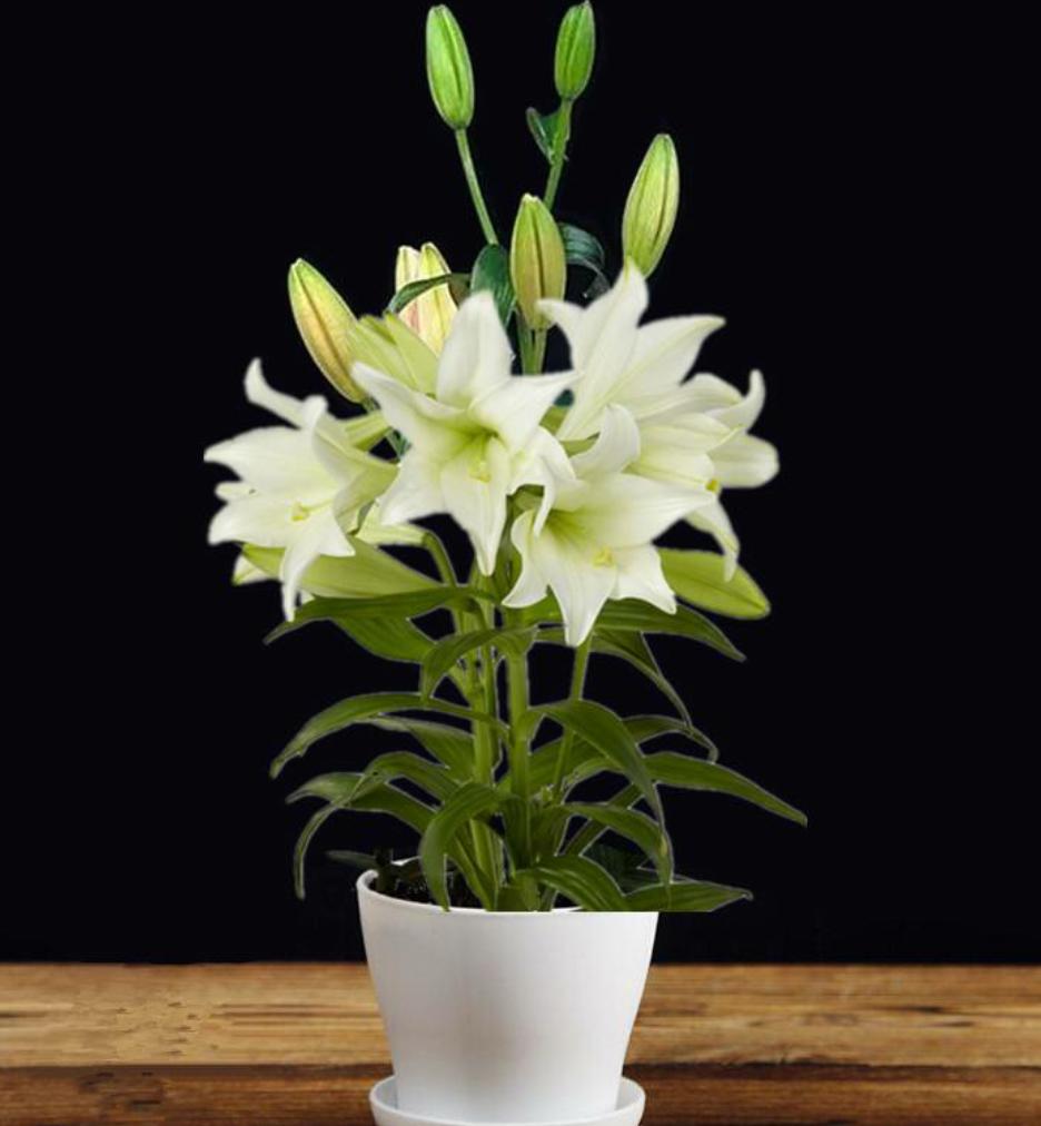 百合花开败后需要换盆吗,百合花开败了种球可以重新再种吗