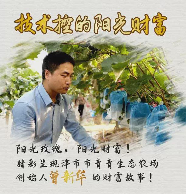 回农村创业种葡萄效益如何,农村小伙回家创业种葡萄