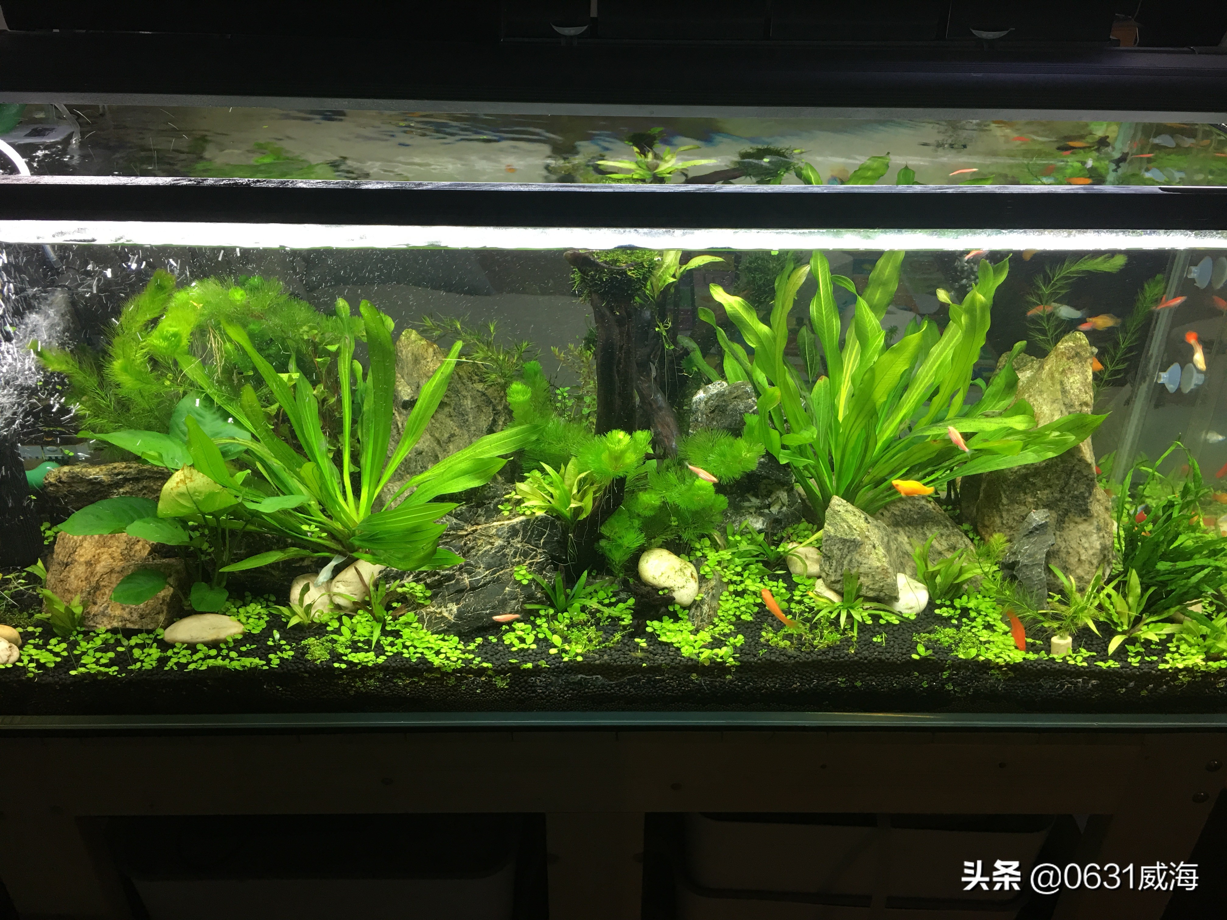 鱼缸水草溶叶是什么原因,九冠水草溶叶是什么原因