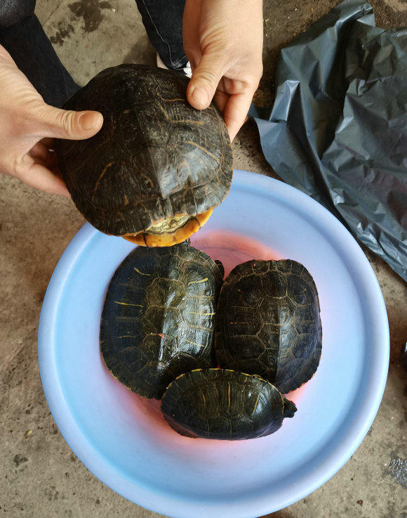 上海哪里放生乌龟最好,上海放生乌龟最好的地方