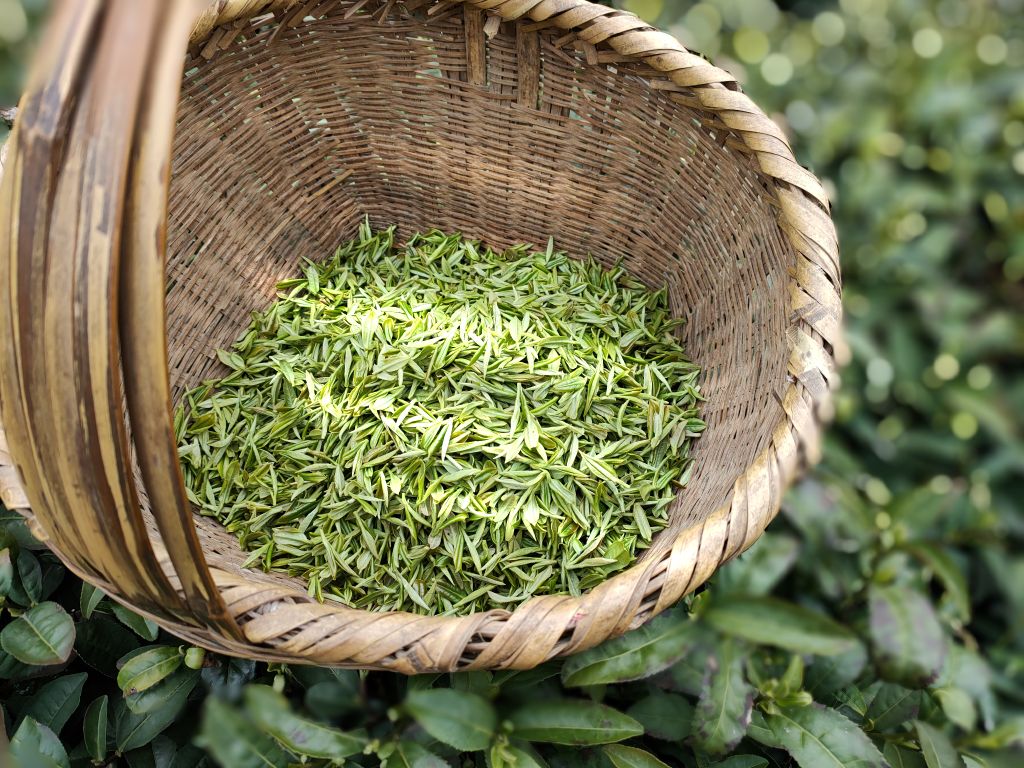 信阳毛尖手工炒制技术,信阳毛尖纯手工炒制香气