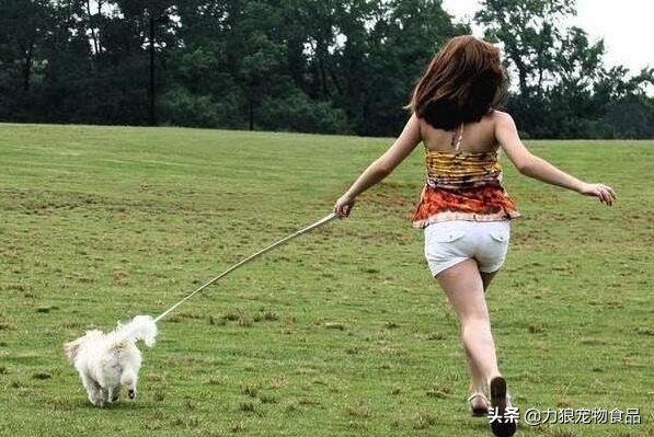 狗狗乱吃外面垃圾堆的东西怎么办,训练狗狗出门不乱吃