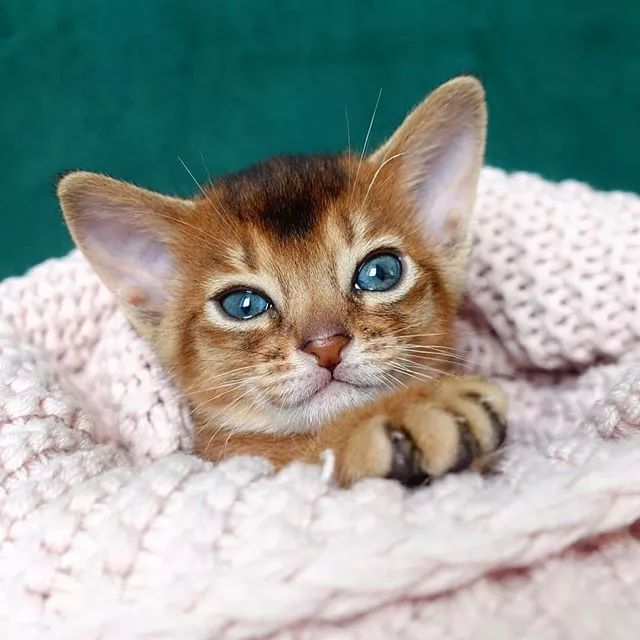 贵族阿比西尼亚猫,神秘的波斯猫