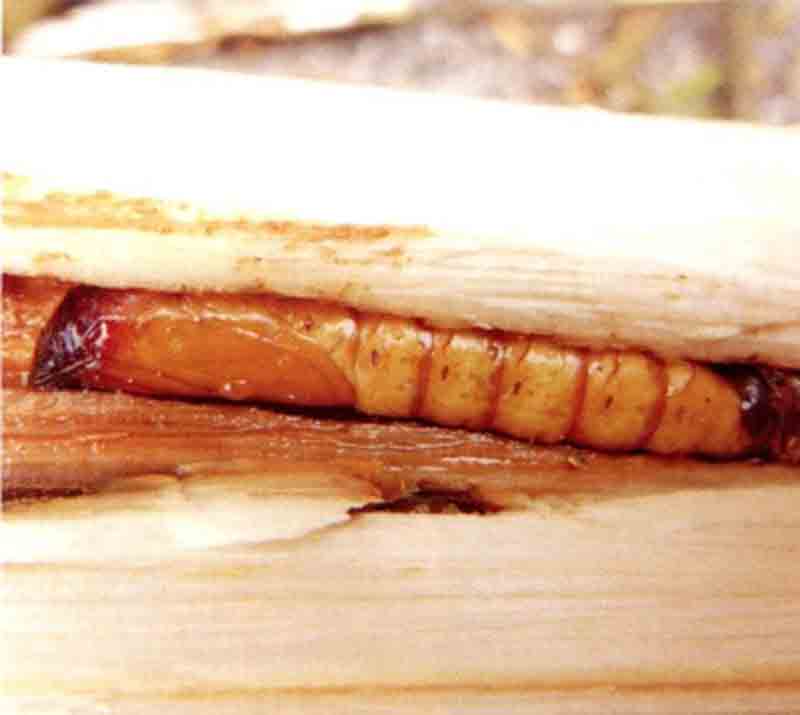 一点同缘蝽幼虫,浅叶蛾怎么防治